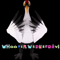 savingcranes bird hope wednesday whoop GIF