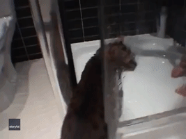 The Cat That Got the Clean - Tia the Cat Joins Shower With Human