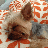 Sleepy Sunday GIF