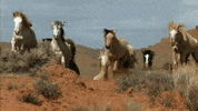horses GIF