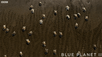 bbc one oceans GIF by BBC