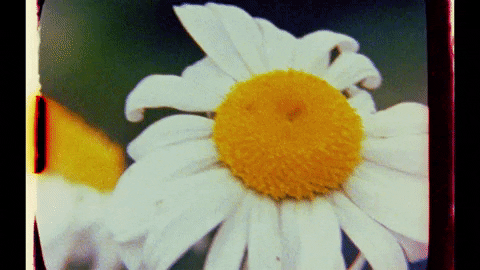 CraigRichardsCine giphygifmaker summer flower yellow GIF