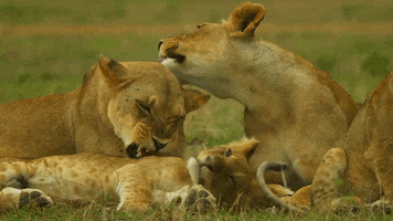 Lion Licking GIF by Discovery