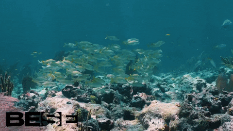 blue planet ocean GIF by BESE