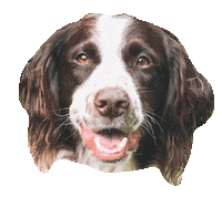 Wally Sticker by Ardent Dog