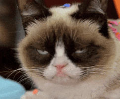 Grumpy Cat Party GIF by Internet Cat Video Festival