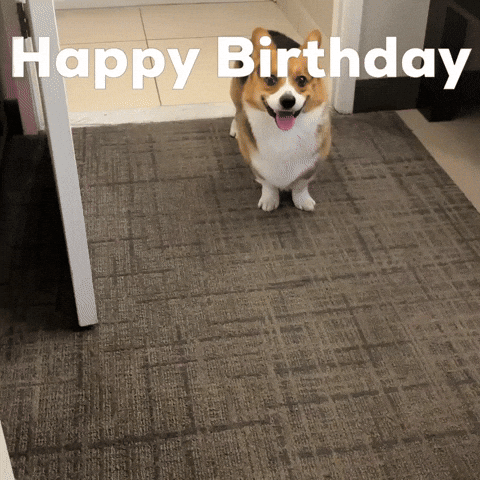 Happy Birthday Dog GIF