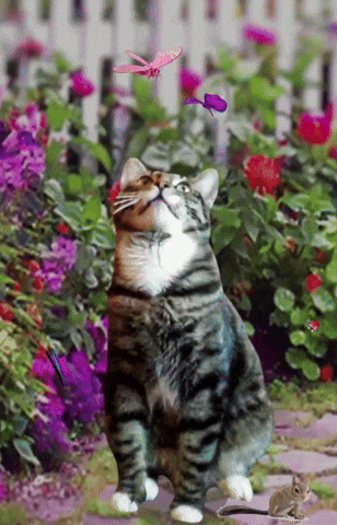 janellegiese giphyattribution GIF