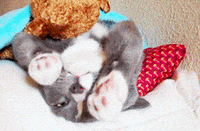 tired cat GIF