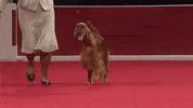 Hungry On My Way GIF by American Kennel Club