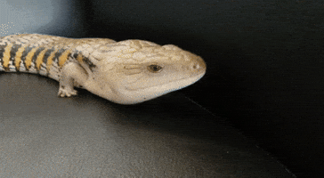 Blue Tongue Skink Lizard GIF by GIPHY Engineer #3422