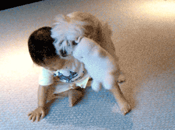 perro GIF
