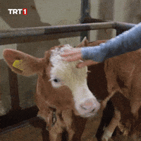 See You Love GIF by TRT