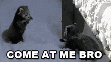 red panda come at me bro GIF