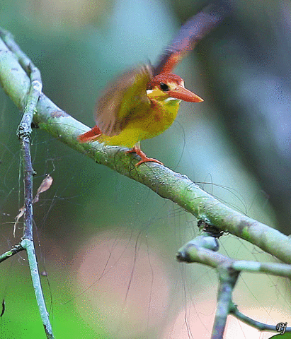 birds sabah rainforest kingfisher rufous GIF