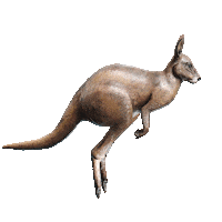 visitnoosa yoga fishing hiking koala Sticker
