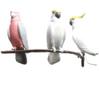 visitnoosa yoga fishing hiking koala Sticker