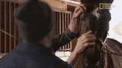 the incredible dr pol season 12 episode 8 GIF by Nat Geo Wild 