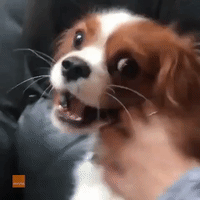 King Charles Spaniel Reacts Dramatically to Play-Fight