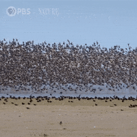 Travel Soar GIF by Nature on PBS