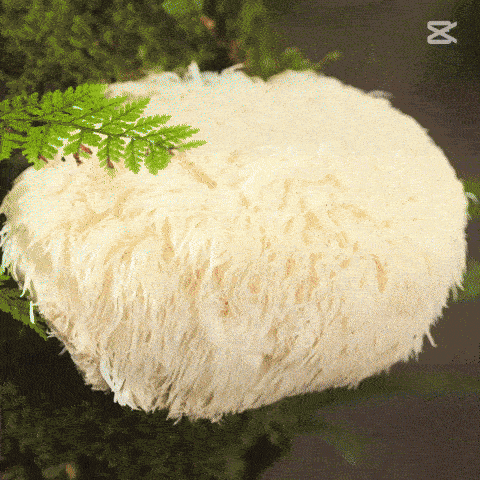 Vitaliah1 giphyupload GIF