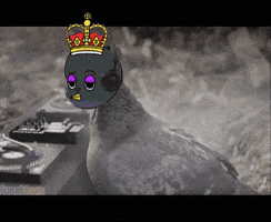 BugCity pigeon bugcity 버그시티 bugpoly GIF