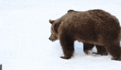 Brown Bear Snow GIF by Korkeasaari Zoo