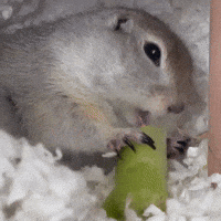 Squirrel GIF