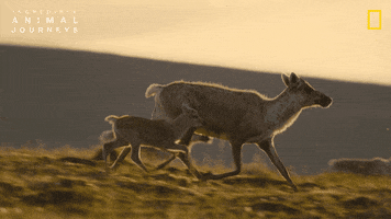 National Geographic GIF by Nat Geo Wild