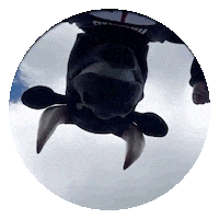 Dance Mascot Sticker by Madrid Bravos