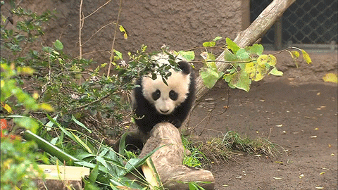 panda GIF