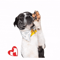humanesocietymiami dog high five adopt adoptme GIF