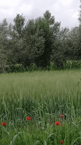 Simongip giphyupload GIF