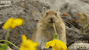 flower eating GIF by BBC