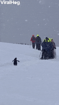 Penguin Decides to Join Expedition