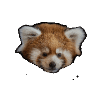 Red Panda Sticker by Valley Zoo Development Society