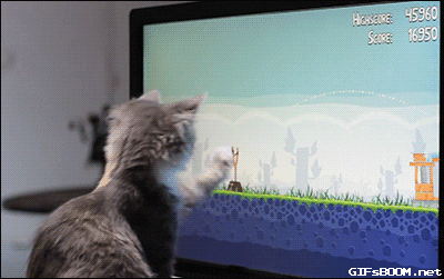 angry birds cat GIF