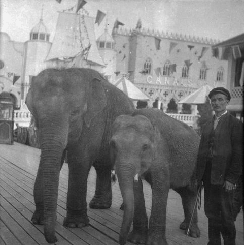 black and white photo elephant GIF