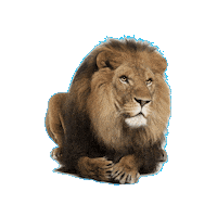 Cod Freefire Sticker by iNCO Gaming