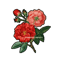 Red Rose Flower Sticker by The Wild Curiosity