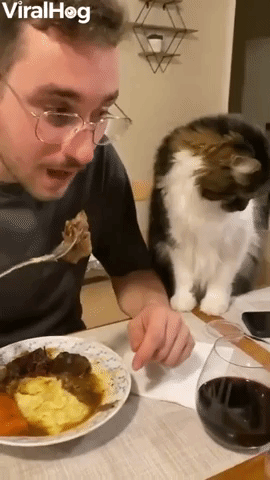 Cat Asks For Human's Food