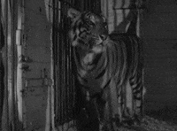 classic film oshaughnessys boy GIF by Warner Archive