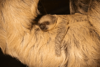 London Zoo's New Baby Sloth Rests Cozily on Mama's Belly