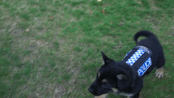 dogs police GIF
