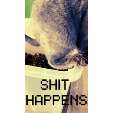 It Is What It Is Cat Sticker