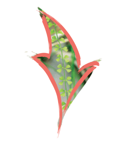 Endangered Species Australia Sticker by NSW Department of Planning, Industry and Environment