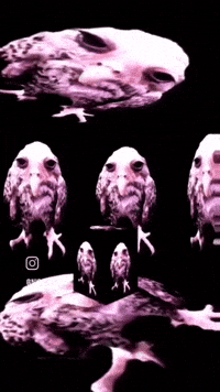 Bird Spinning Cube GIF