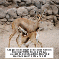 GIF by Dolphin Discovery