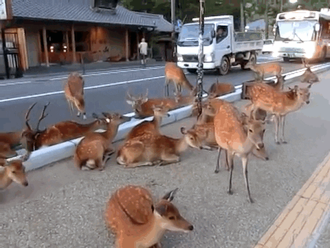 wild GIF