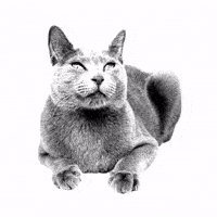 ekekeklunagarcia cat kitty meow catlove GIF